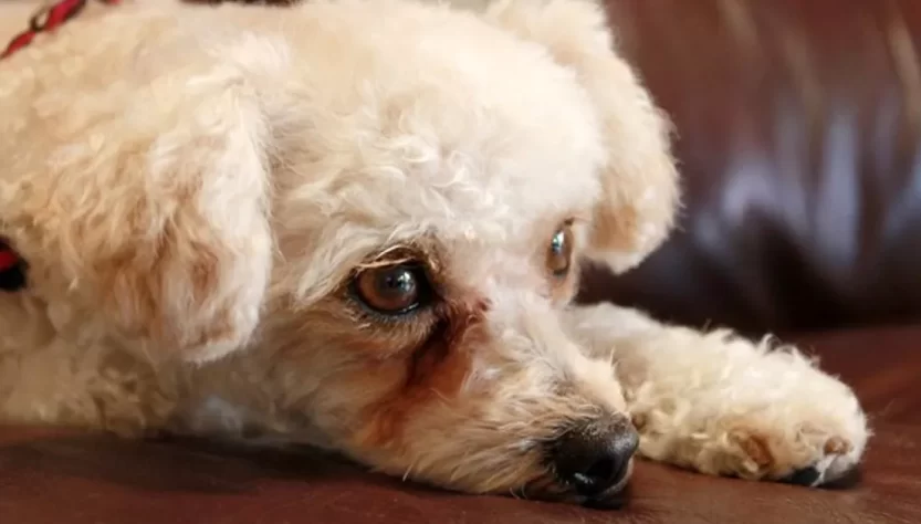 Poodle Tear Stains