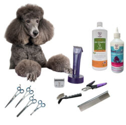Poodle-grooming-1