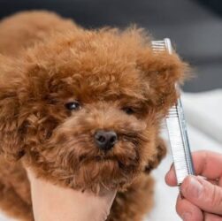 Poodle grooming mistakes