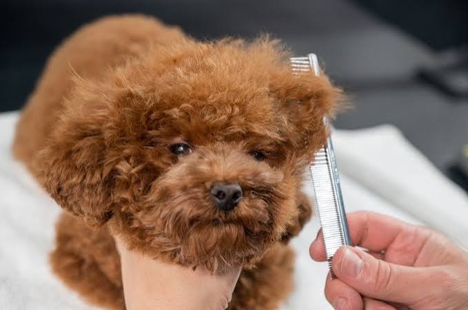 Poodle grooming mistakes