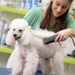 Poodle grooming styles