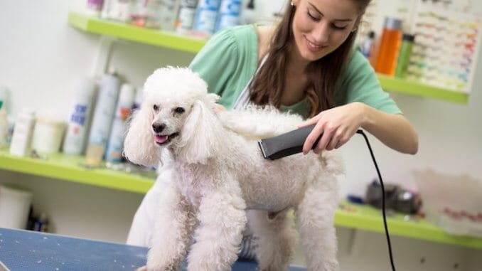 Poodle grooming styles