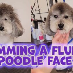 Poodle muzzle grooming