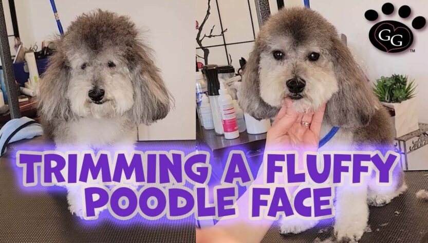 Poodle muzzle grooming