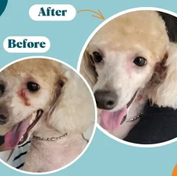 Self-Check- What Stage Are Your Dog's Tear Stains At