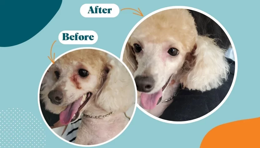 Self-Check- What Stage Are Your Dog's Tear Stains At