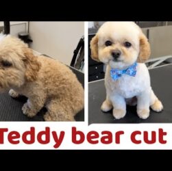 Teddy Bear Cut vs Puppy Cut