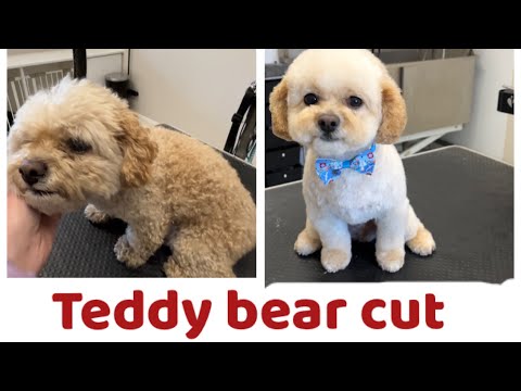 Teddy Bear Cut vs Puppy Cut
