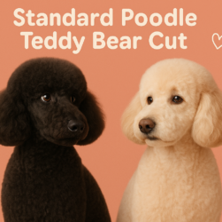 Teddy Bear Poodle Cut