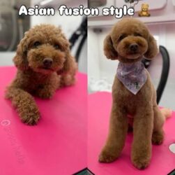 asian-fusion-vs-teddy-bear-poodle
