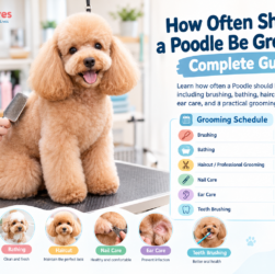 how often to groom a Poodle ,Poodle grooming schedule, Poodle grooming frequency, how often should a Poodle get a haircut ,Poodle grooming routine, Poodle grooming tips, professional Poodle grooming
