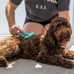 Complete Grooming Guide