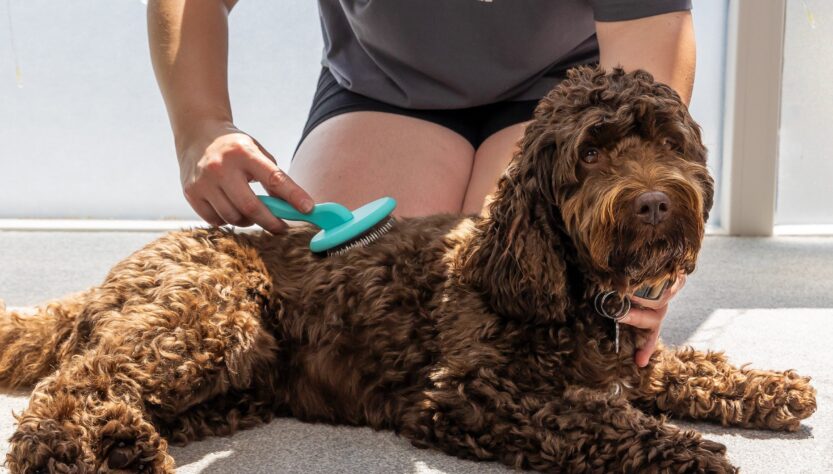 Complete Grooming Guide