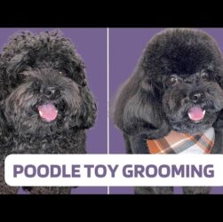How to Make a Poodle Fluffy