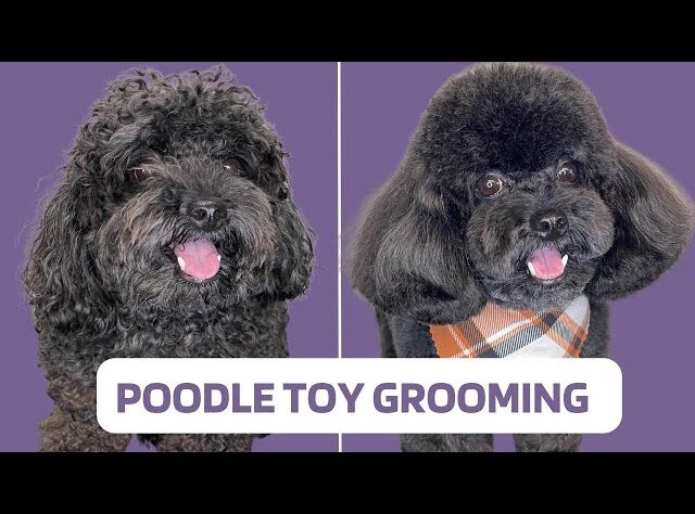 How to Make a Poodle Fluffy