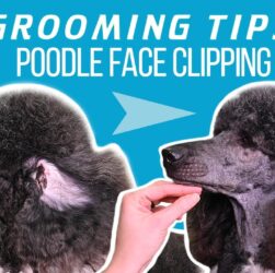 Poodle Coat Care