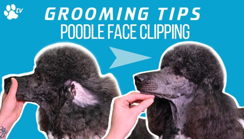 Poodle Coat Care