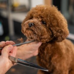 Poodle haircut length