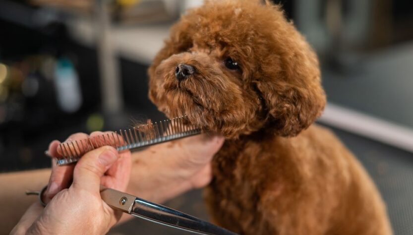 Poodle haircut length
