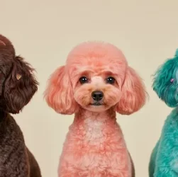 Poodle haircuts for different coat types