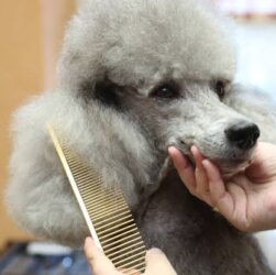 Poodle matting
