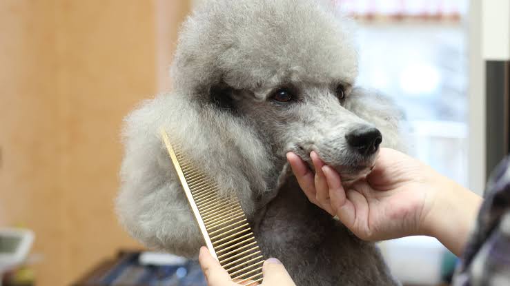 Poodle matting