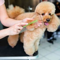 Step Grooming Guide