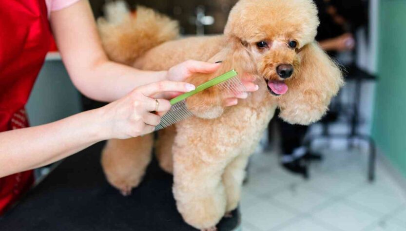 Step Grooming Guide