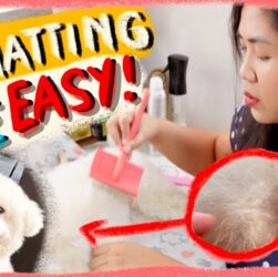 how to detangle Poodle hair