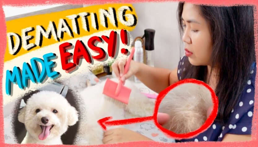 how to detangle Poodle hair