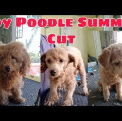 how-to-groom-a-poodle-for-summer