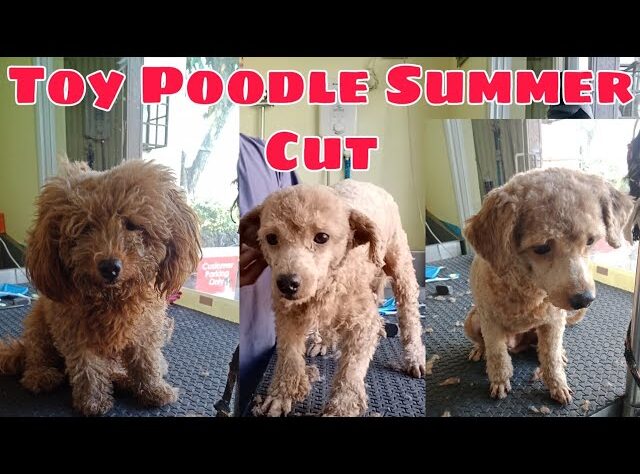 how-to-groom-a-poodle-for-summer