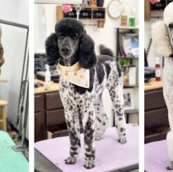 maintain a Poodle haircut