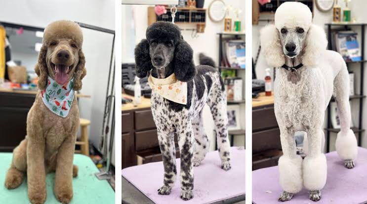 maintain a Poodle haircut